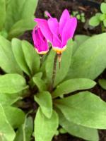 Додекатеон meadia Aphrodite