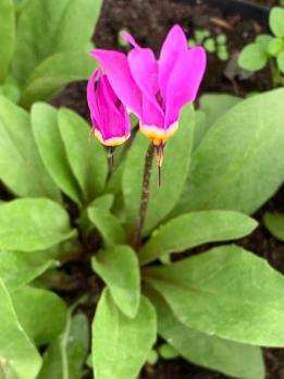 Додекатеон meadia Aphrodite