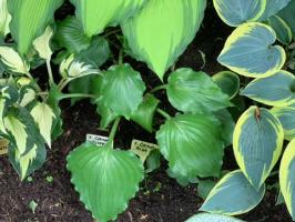Хоста First frost (S-M)