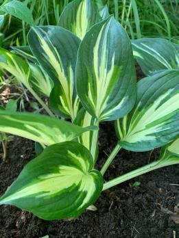 Хоста Loyalist (S-M)