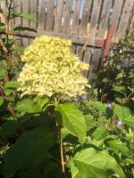 Гортензия метельчатая Жемчужина фестиваля