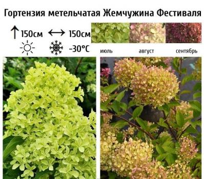 Гортензия метельчатая Жемчужина фестиваля