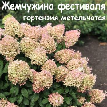 Гортензия метельчатая Жемчужина фестиваля