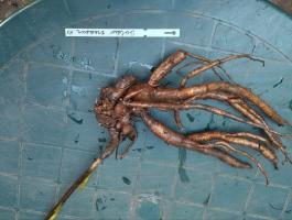 5. Пион Garden Treasure (ITOH-гибрид)
