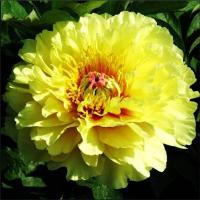 5. Пион Garden Treasure (ITOH-гибрид)