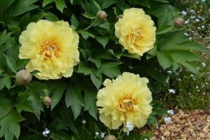 5. Пион Garden Treasure (ITOH-гибрид)
