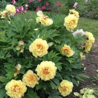 5. Пион Garden Treasure (ITOH-гибрид)