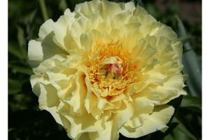 5. Пион Garden Treasure (ITOH-гибрид)