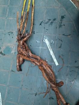 5. Пион Garden Treasure (ITOH-гибрид)