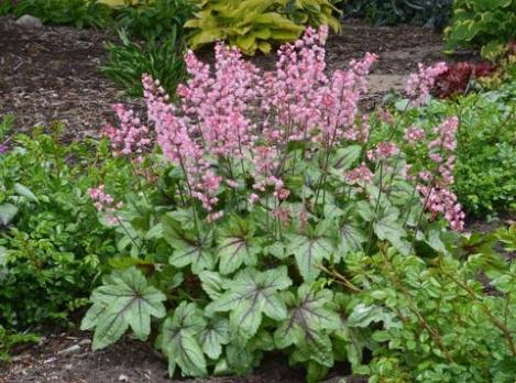 Гейхерелла Pink fizz