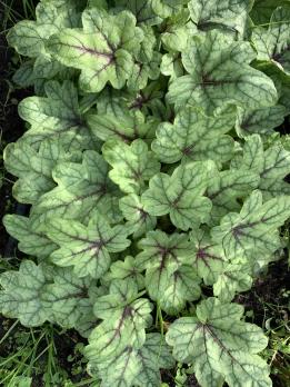 Гейхерелла Pink fizz