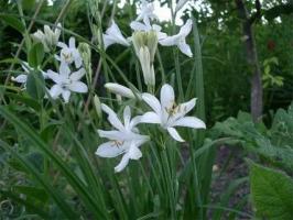 Парадизея  Лузитанская
