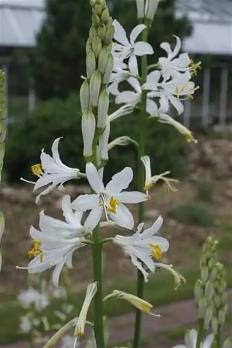 Парадизея  Лузитанская