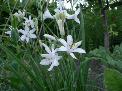 Парадизея  Лузитанская