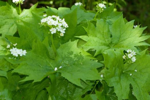 Двулистник щитковидный