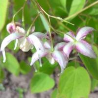 Горянка Kibana Genpei