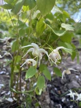 Горянка Kibana Genpei