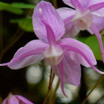 Горянка Macrosepalum