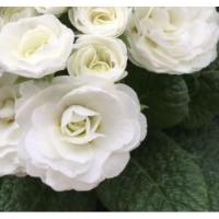 Примула Belarina Snow (Гибридная)