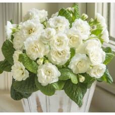 Примула Belarina Snow (Гибридная)