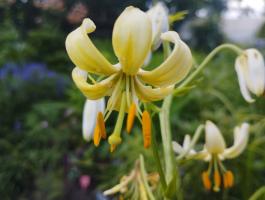 Лилия White selection