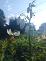 Лилия White selection