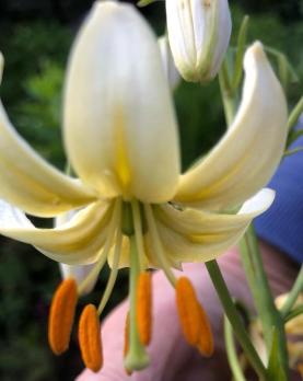 Лилия White selection