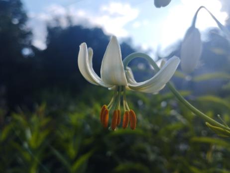 Лилия White selection