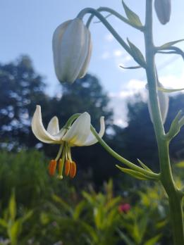 Лилия White selection