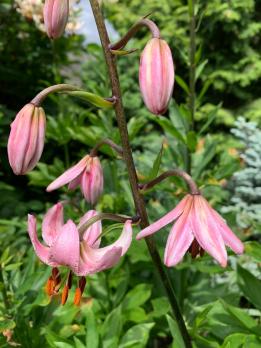 Лилия Chameleon