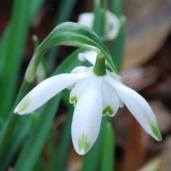 Подснежник Pusey Green Tip