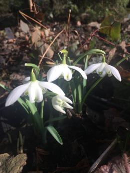 Подснежник Hill Poe