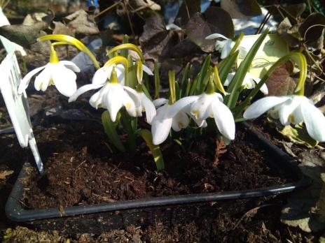 Подснежник Hill Poe