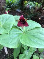 Триллиум Sulcatum red