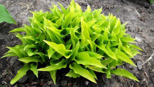 Хоста Lemon lime (Mini)