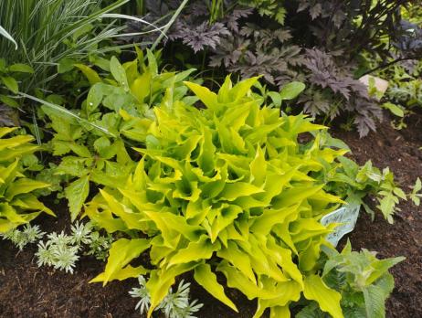Хоста Lemon lime (Mini)