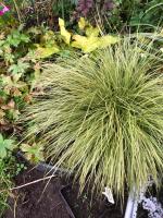 Осока горная Montana