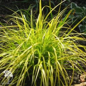 Осока охименская Overillo