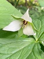 Триллиум Erectum Album