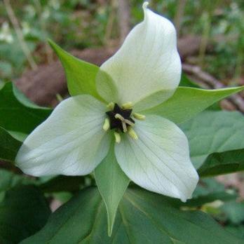 Триллиум Erectum Album