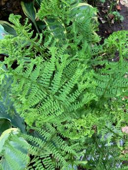 Папоротник The King (щитовник родственный кристата)