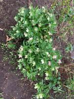 Морозник Spring feelings (Восточный)