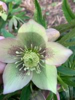 Морозник Spring feelings (Восточный)