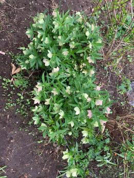 Морозник Spring feelings (Восточный)