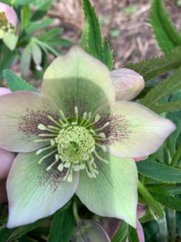 Морозник Spring feelings (Восточный)