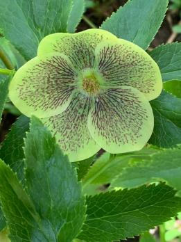 Морозник Spring feelings (Восточный)