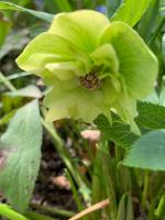 Морозник Double Ellen Yellow (Восточный)