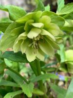 Морозник Double Ellen Yellow (Восточный)