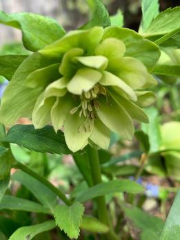 Морозник Double Ellen Yellow (Восточный)