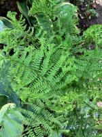 Папоротник  The King  (Щитовник родственный кристата)